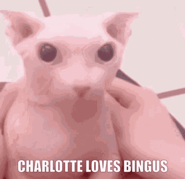Charlotte Loves Bingus GIF