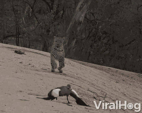 Chasing Cheetah GIF