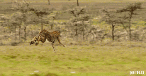 Chasing Our Planet GIF