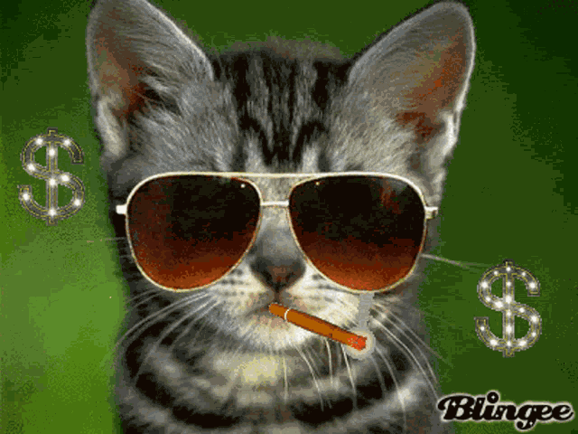 Chat Chicha GIF