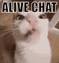 Chat Finally Chat Funny Cats GIF