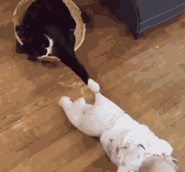 Chat Piege GIF