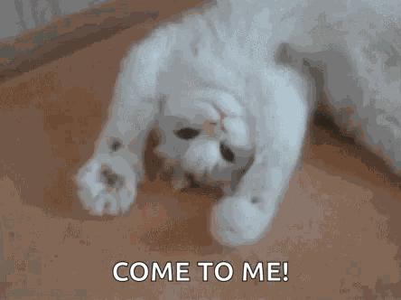Chau Hi GIF