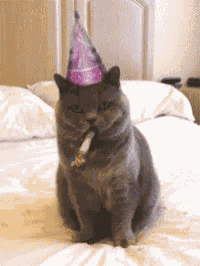 Cheers Kitty GIF