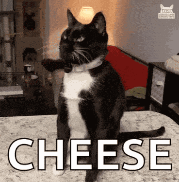 Cheese Challenge Cat GIF