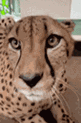 Cheetah Animals GIF