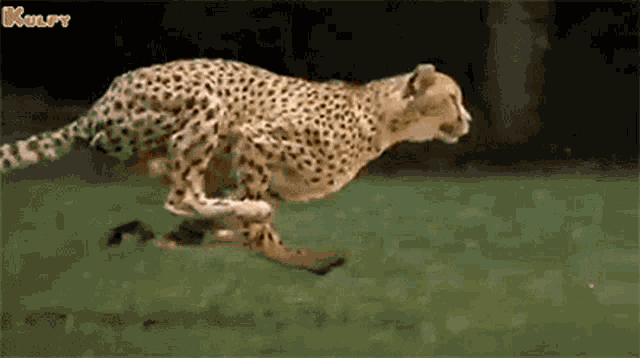 Cheetah Animals GIF