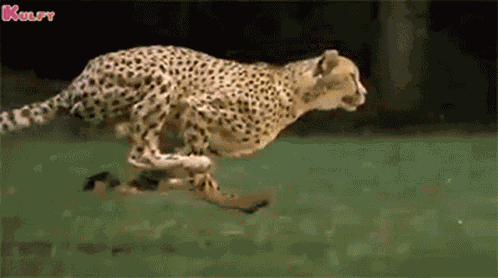 Cheetah Animals GIF