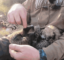 Cheetah Baby GIF