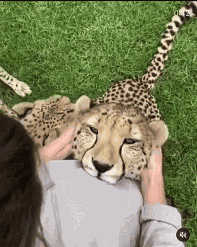 Cheetah Cat Ears GIF