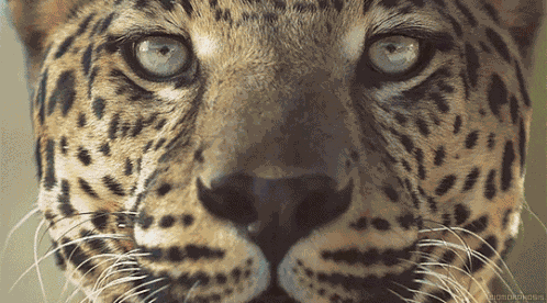 Cheetah Close Up GIF