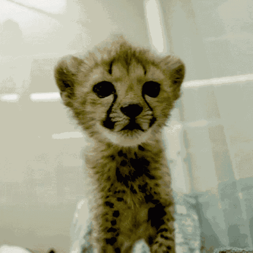 Cheetah Cub Baby Cheetah GIF
