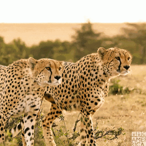 Cheetah Cub GIF