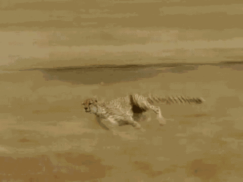 Cheetah GIF