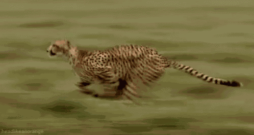 Cheetah - Fast GIF