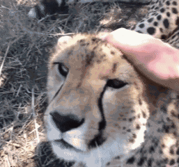 Cheetah Lick GIF