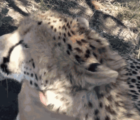 Cheetah Lick GIF