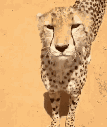 Cheetah Mad GIF