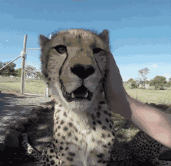Cheetah Pet GIF