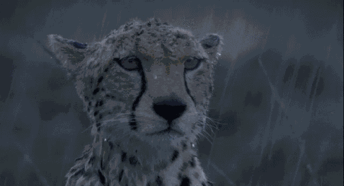 Cheetah Rain GIF