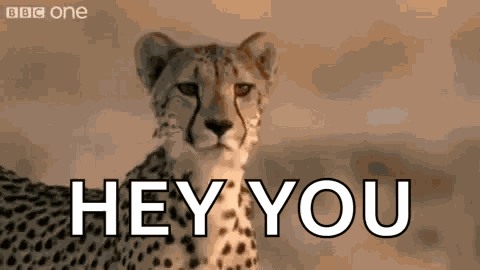 Cheetah Rawr GIF