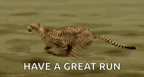 Cheetah Running GIF
