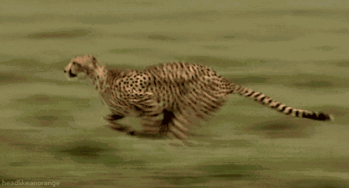 Cheetah Running GIF