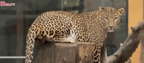 Cheetah Serious Look Cheetah GIF