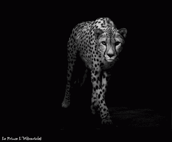 Cheetah Sneaking GIF
