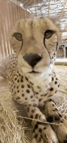 Cheetah Stare GIF