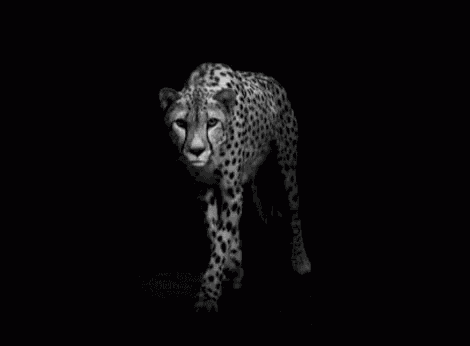 Cheetah Walking GIF