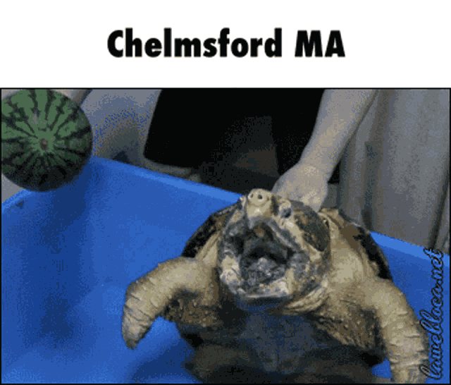 Chelmsford Massachusetts GIF