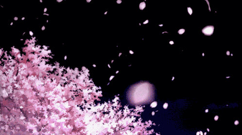 Cherry Blossom Sakura GIF
