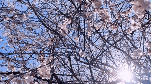 Cherry Blossom Sakura Tree Petals Pink Pretty Sun Sky GIF