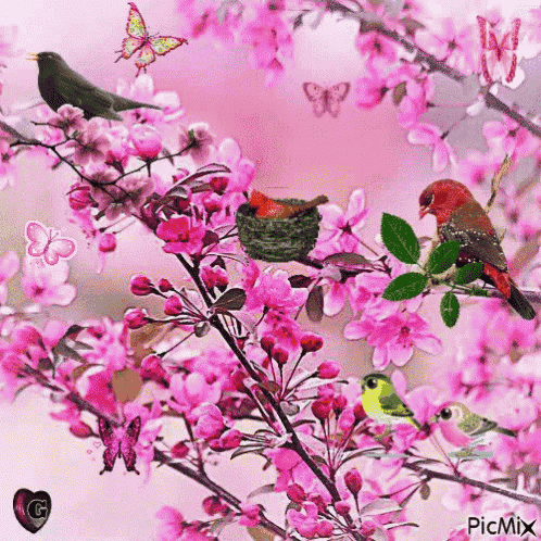 Cherry Blossoms Nature GIF