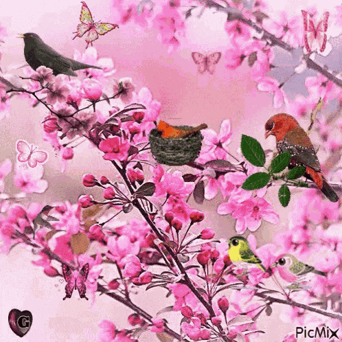 Cherry Blossoms Nature GIF