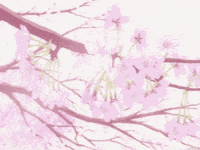 Cherry Blossoms GIF