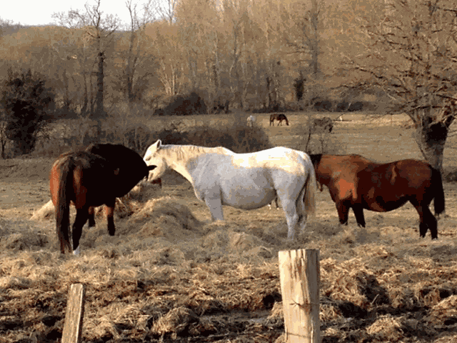 Cheval Chevaux GIF