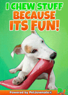 Chew Dog Treat Funny Chewing Dog GIF