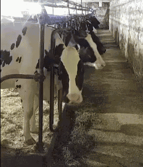 Chewing The Cud Cow GIF