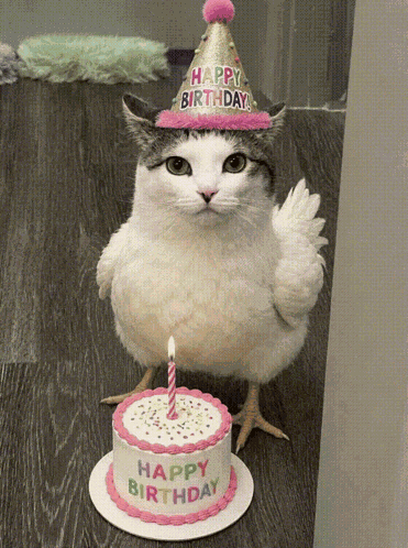 Chicken Chickenwhy GIF