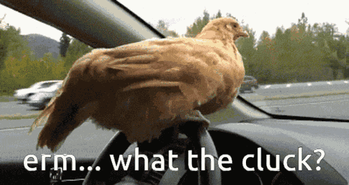 Chicken Erm GIF
