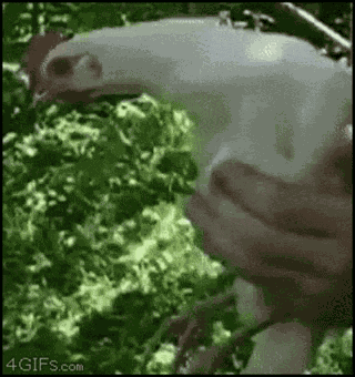 Chicken GIF