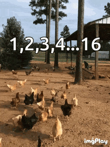 Chickens All GIF