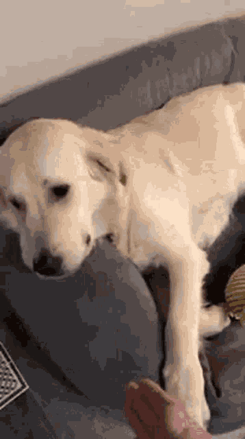 Chien Dog GIF