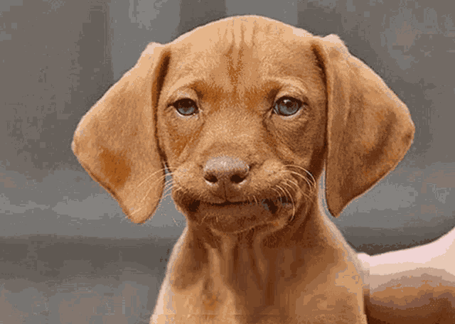 Chien Perplexe GIF