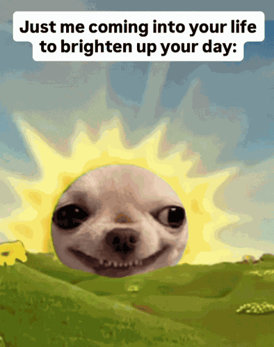 Chihuahua Meme Good Morning Sunshine GIF
