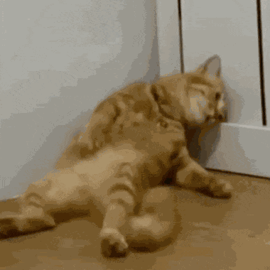 Chimmygifs Cat Meme GIF