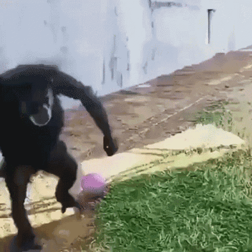 Chimp Chimpanzee GIF