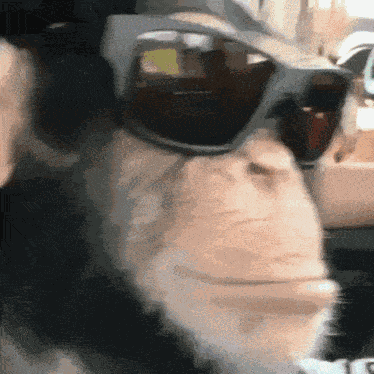 Chimpanzee Monkeyoflife GIF